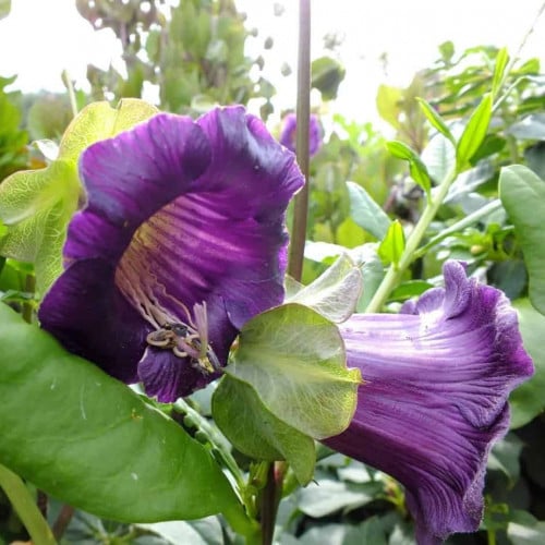 بذور الزهرة الكوبية ( Cobaea scandens )