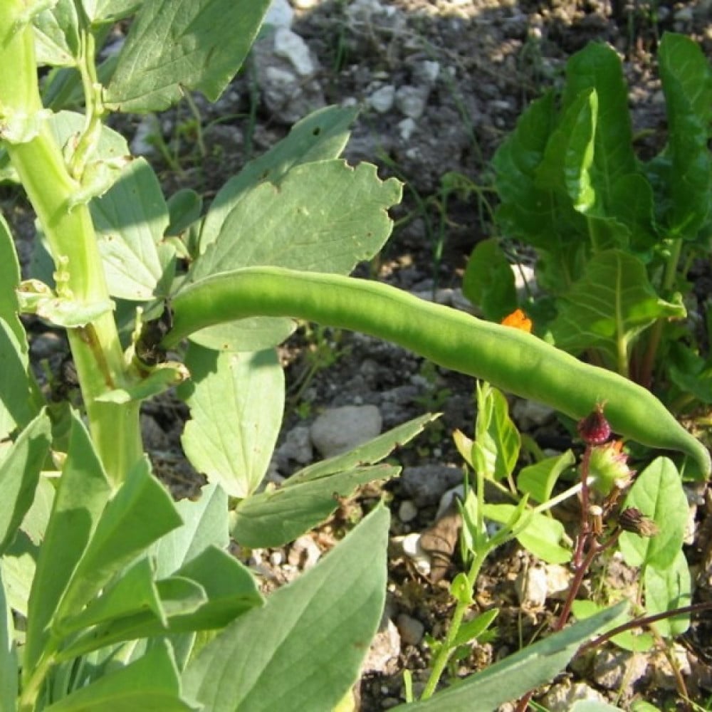 seeds of Vicia faba