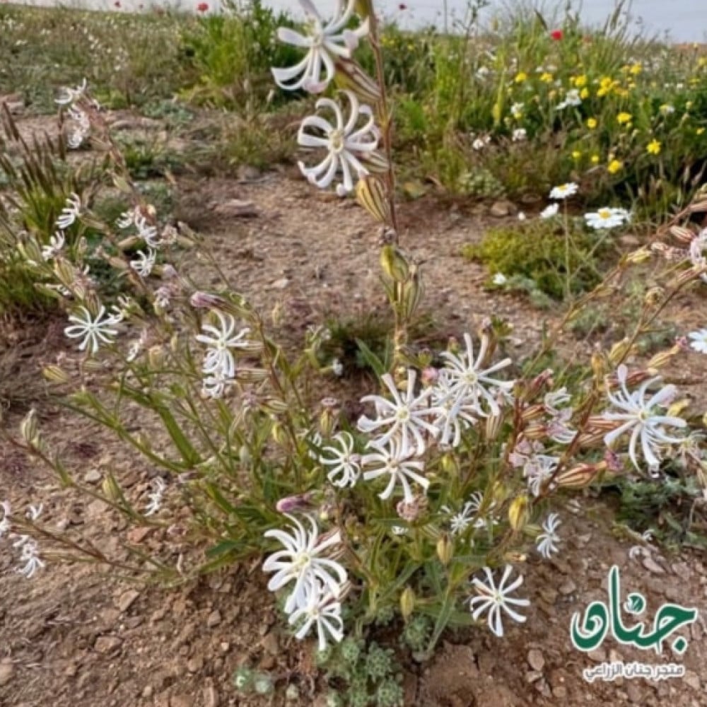 زهور عشبة تربة ابو هدينه