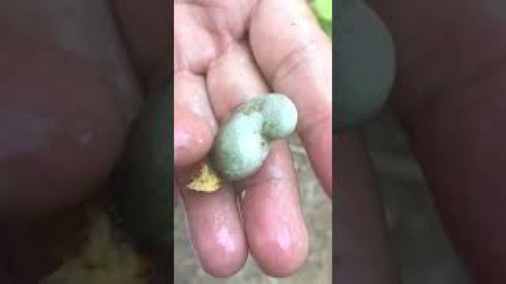 بذور الكاجو ( Anacardium occidentale )