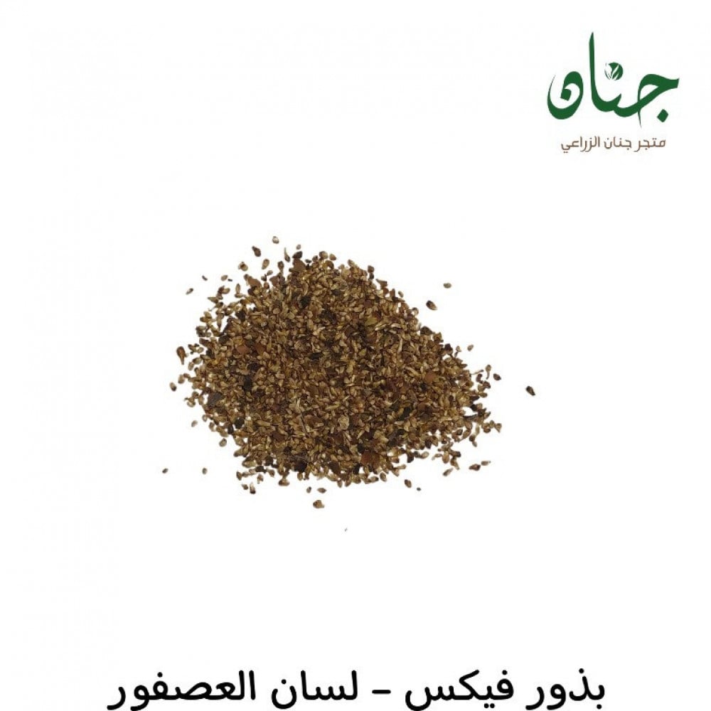 بذور شجرة فيكس لسان العصفور ( Ficus religiosa )