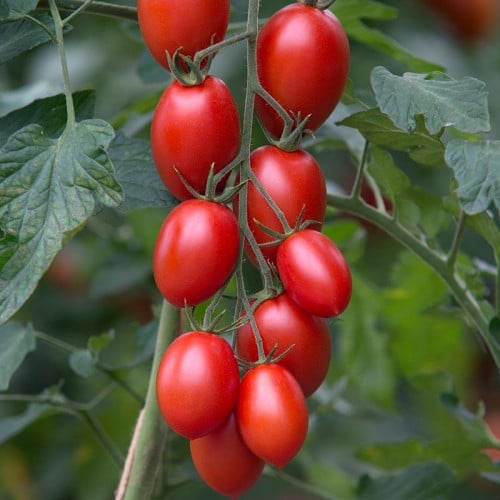بذور الطماطم البيضاوي العنقودي ( Solanum lycopersi...