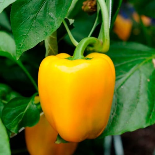 بذور فلفل رومي أصفر ( Capsicum annuum )