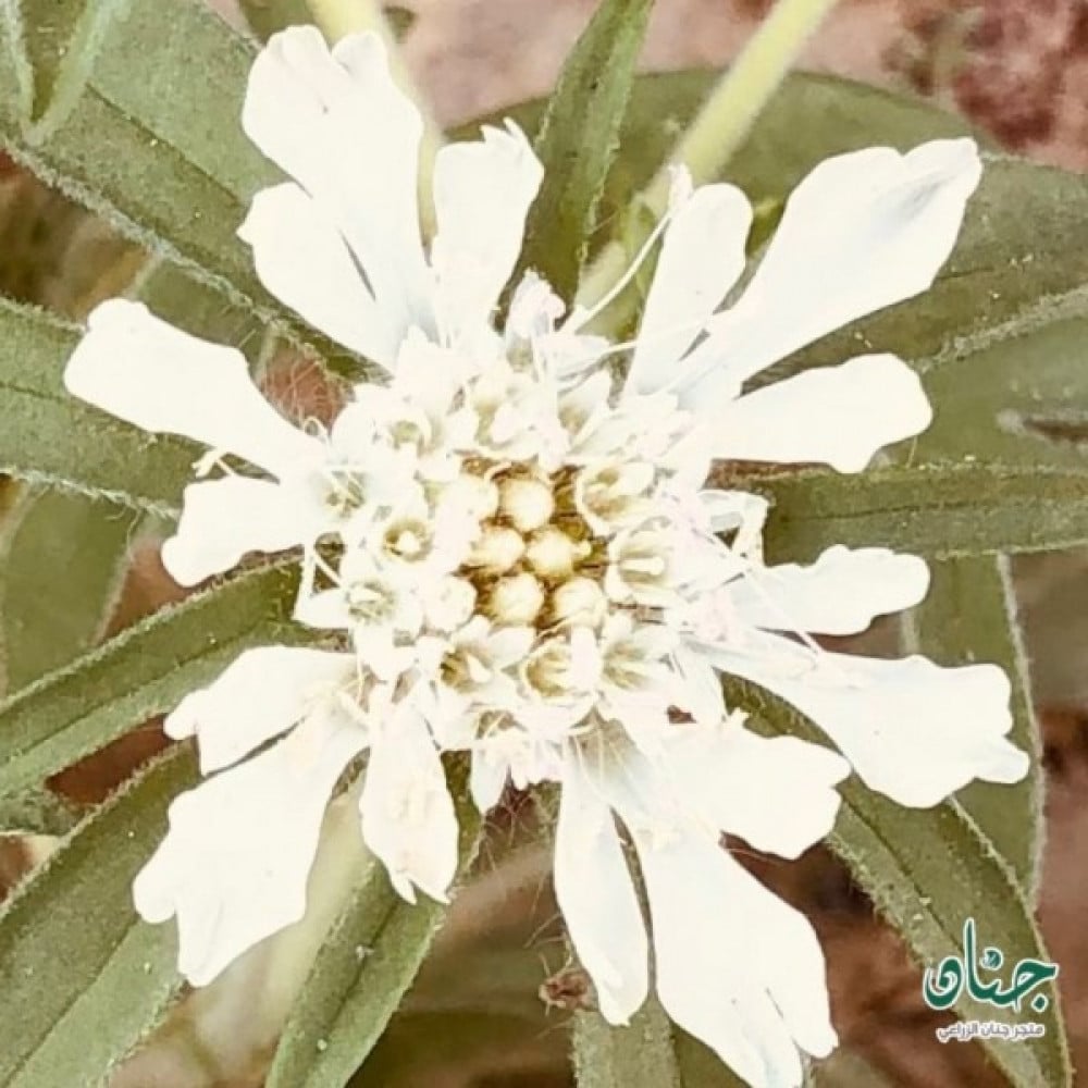 زهرة الطربه ام قلاص البيضاء