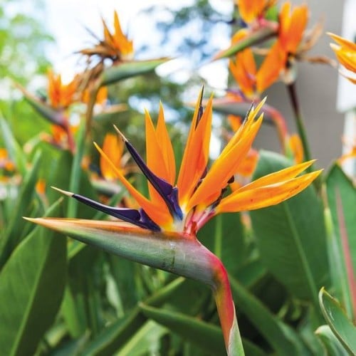 بذور شجيرة عصفور الجنة ( Strelitzia Nicolai )