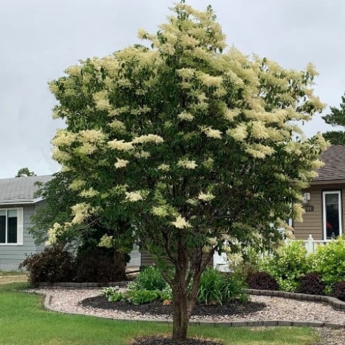 بذور شجيرة الليلك اليابانية ( syringa amurensis )