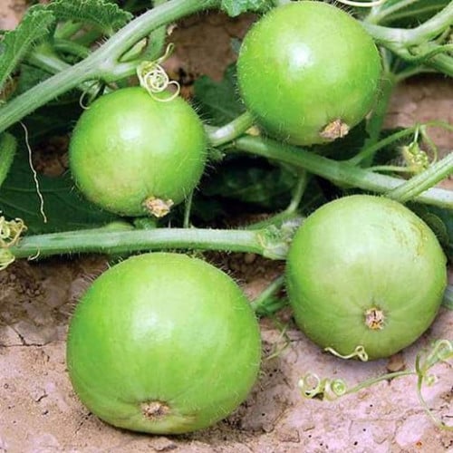 بذور القرع التفاحي - تيندا ( Praecitrullus fistulo...