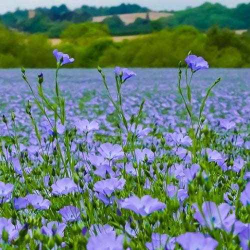 بذور الكتان ( LINUM USITATISSIMUM )