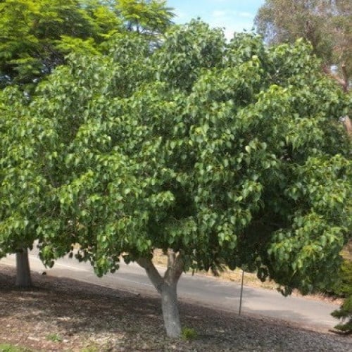 بذور فيكس لسان العصفور ( Ficus religiosa )