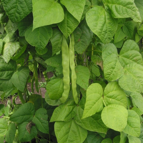 بذور الفاصوليا الخضراء ( Phaseolus vulgaris )
