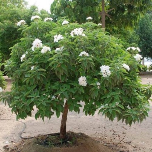 بذور شجرة كورديا البيضاء ( Cordia alliodora )