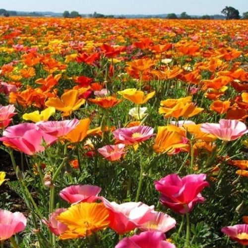 بذور ديدحان كاليفورنيا الملون ( Eschscholzia calif...