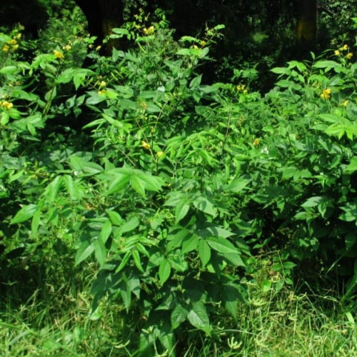 بذور شجيرة كاسيا اوكدنتاليس ( Senna-occidentalis )