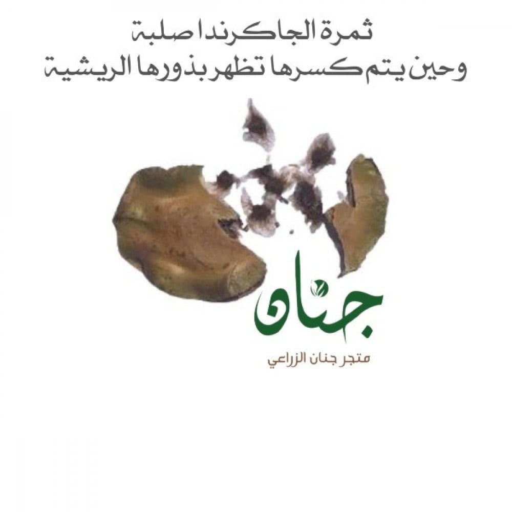بذور الجاكرندا البنفسجية ( Jacaranda mimosifolia )