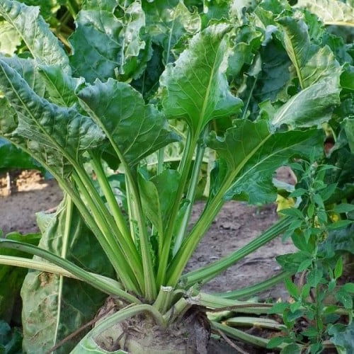 بذور نبات السلق ( Beta vulgaris subsp )