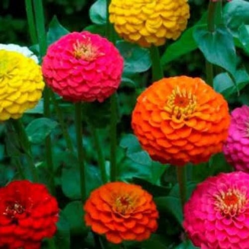 بذور زهرة الزينيا الملونة ( Zinnia elegans )