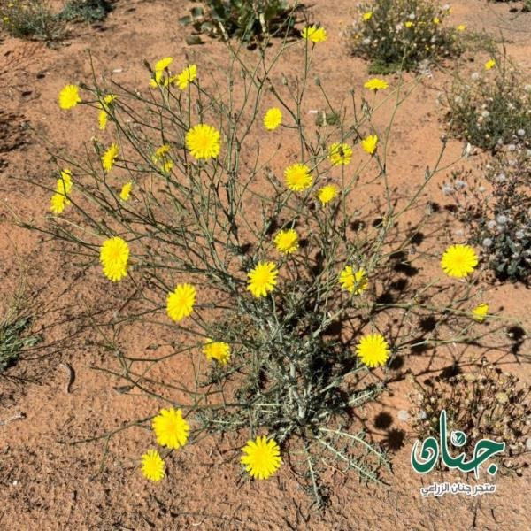 بذور العضيد - اليعضيد  ( Urospermum picroides )