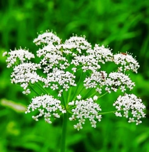 بذور نبات اليانسون ( Pimpinella anisum )