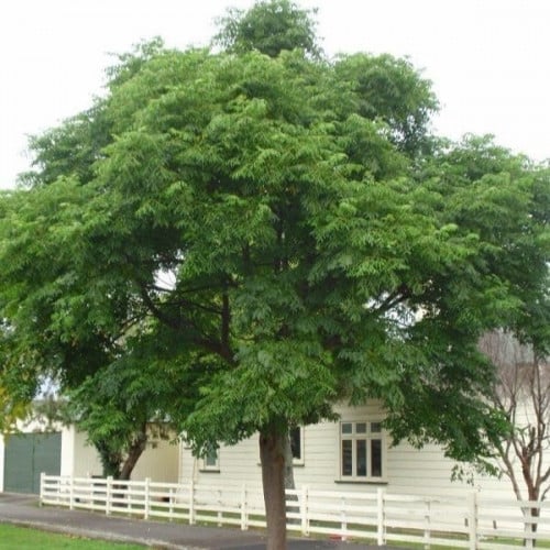 بذور شجرة الزنزلخت ( Melia azedarach )