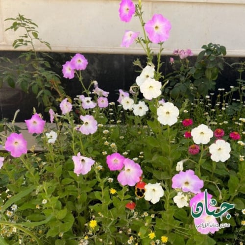 بذور زهرة البيتونيا ( petunia hybrida )