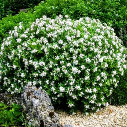 بذور ياسمين جاردينيا ( Gardenia jasminoides )