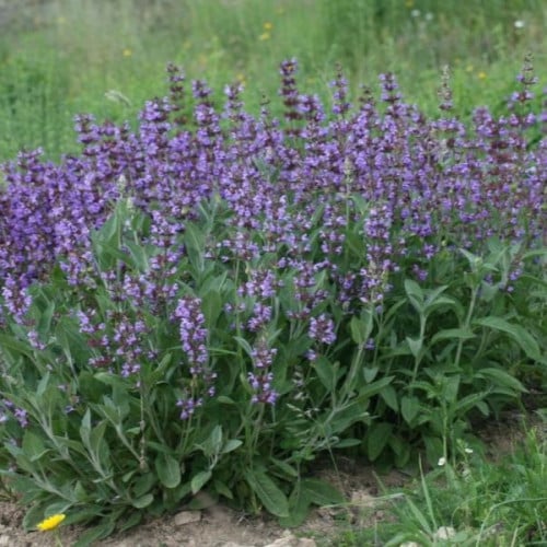 بذور عشبة المرامية - ميرامية ( Salvia Officinalis...