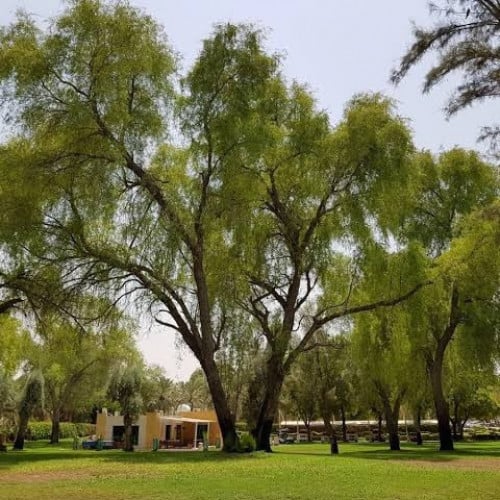 بذور الغاف الخليجي ( Prosopis cineraria )