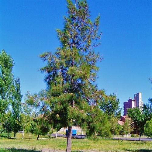 بذور الكازورينا - الأثل الامريكي ( ‫‪ Casuarina‬‬‬...