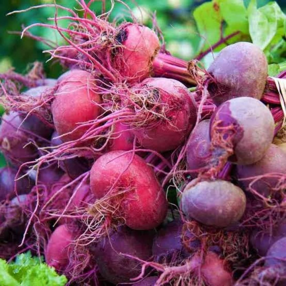 نبات الشمندر