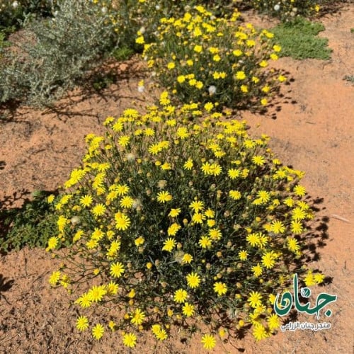 بذور عشبة الجرجار - النوير ( Senecio glaucus )