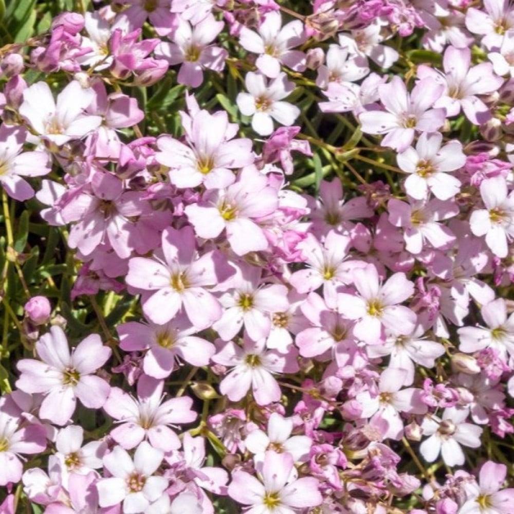 بذور زهرة جيبسوفيلا ريبينز ( Gypsophila repens )