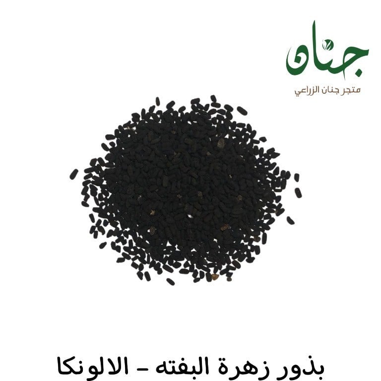 بذور زهور البفتة الوردية - البلدي ( Catharanthus roseus )