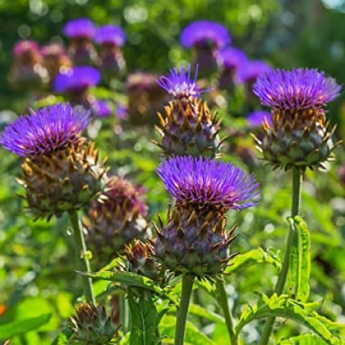 بذور الخرشوف الشوكي ( cynara cardunculus )