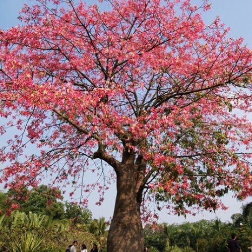 بذور شجرة البومباكس ( Bombax ceiba )