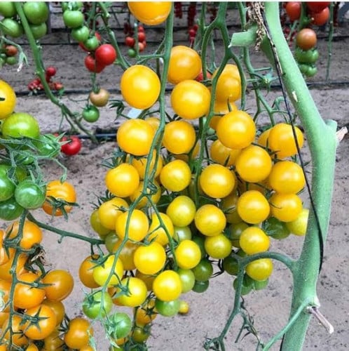 بذور طماطم كرزي - شيري أصفر ( Solanum lycopersicum...