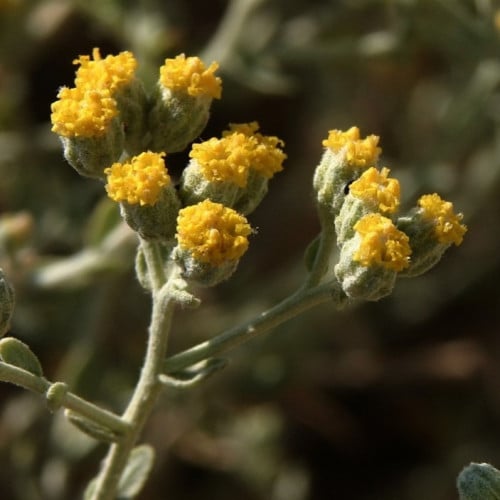 بذور عشبة القيصوم ( Achillea fragrantissima )