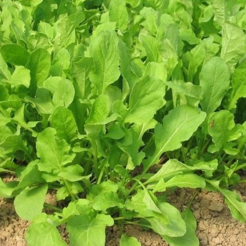 بذور نبات الجرجير ( Eruca Sativa )