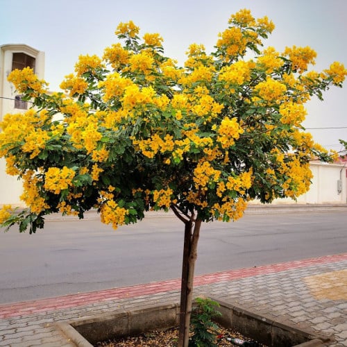 ‬ ‫بذور شجيرة كاسيا‬ ‫جلوكا ( Cassia glauca )