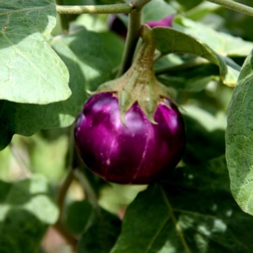 بذور الباذنجان البنفسجي الكروي ( Solanum melongena...