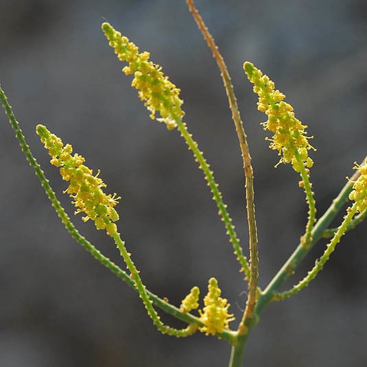 بذور شجيرة القرضي ( Ochradenus baccatus )