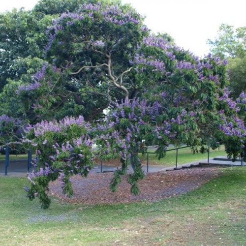 ‫بذور شجرة البونجاميا‬ ( Millettia pinnata )