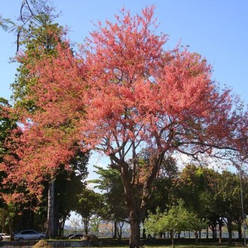 بذور شجرة كاسيا الوردية ( Cassia Grandis )