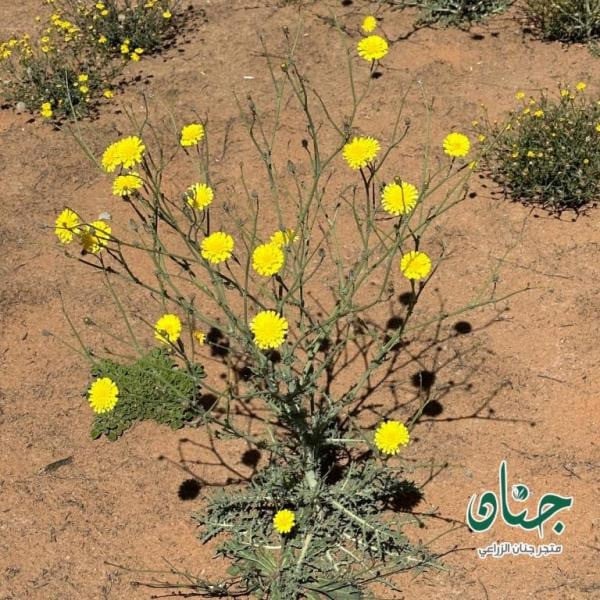 بذور العضيد - اليعضيد  ( Urospermum picroides )