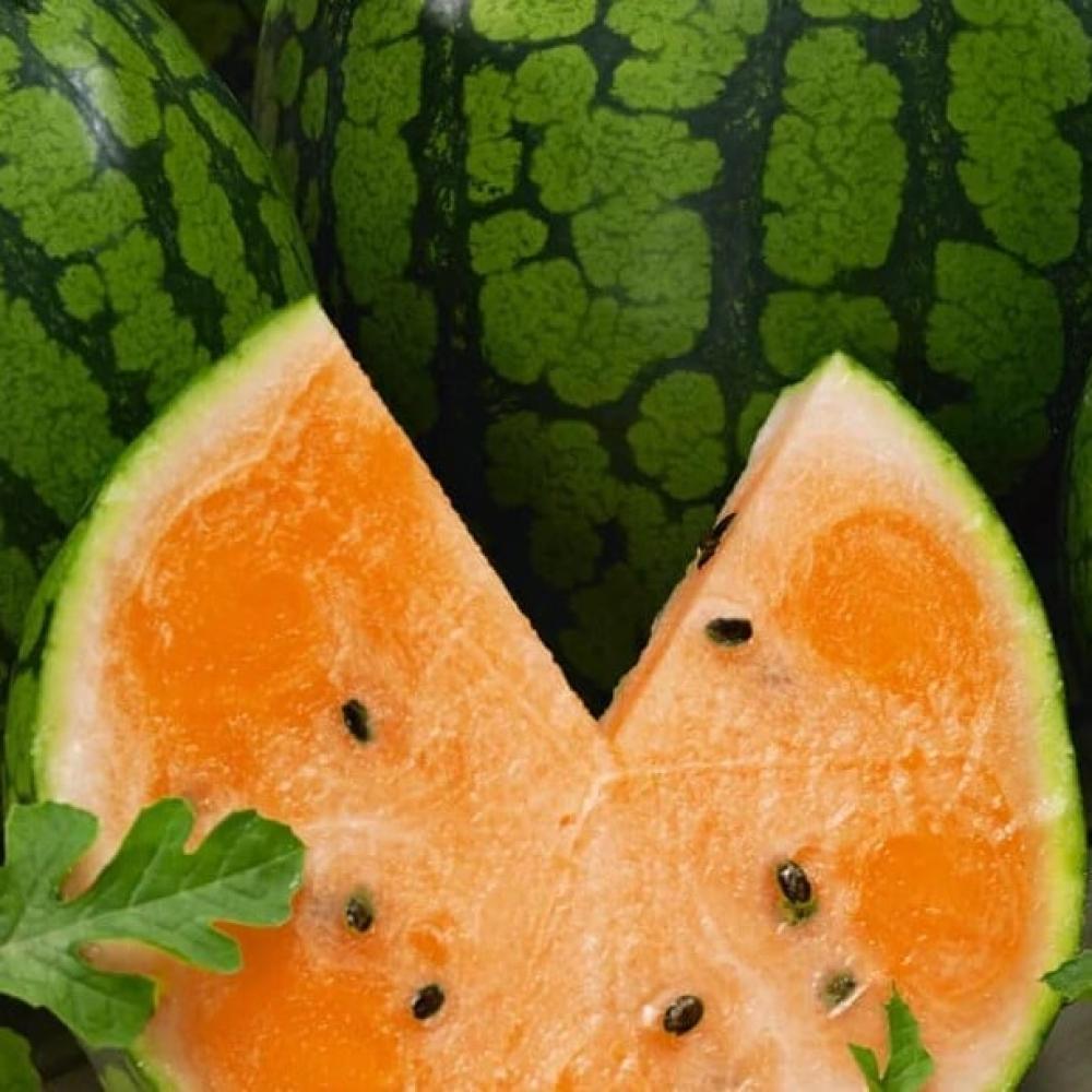 بذور البطيخ البرتقالي الكروي ( Citrullus lanatus )