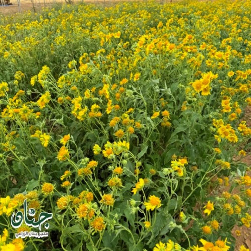 طريقة زراعة دوار الشمس البري