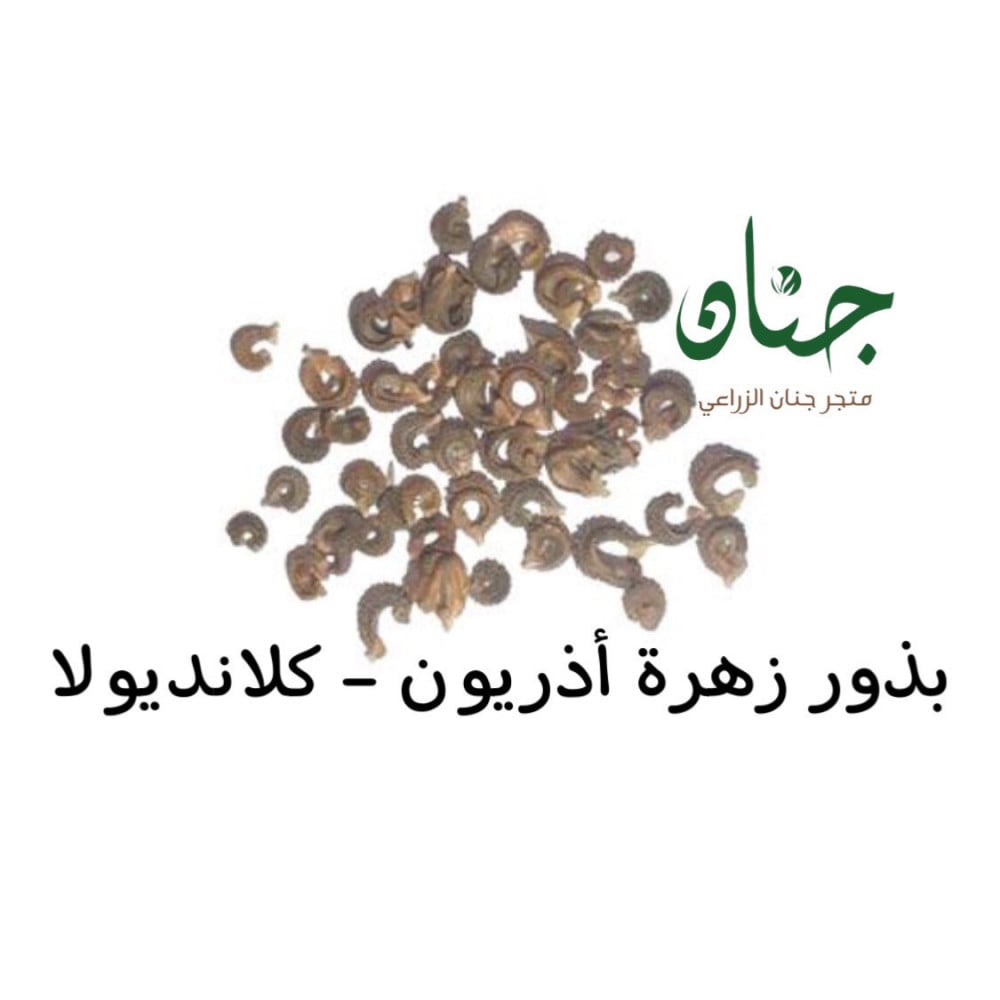 بذور أذريون - كلانديولا ( Calendula officinalis )
