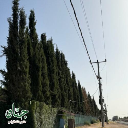 بذور شجرة‬ ‫السرو البلدي‬ ‫( Cupressus )