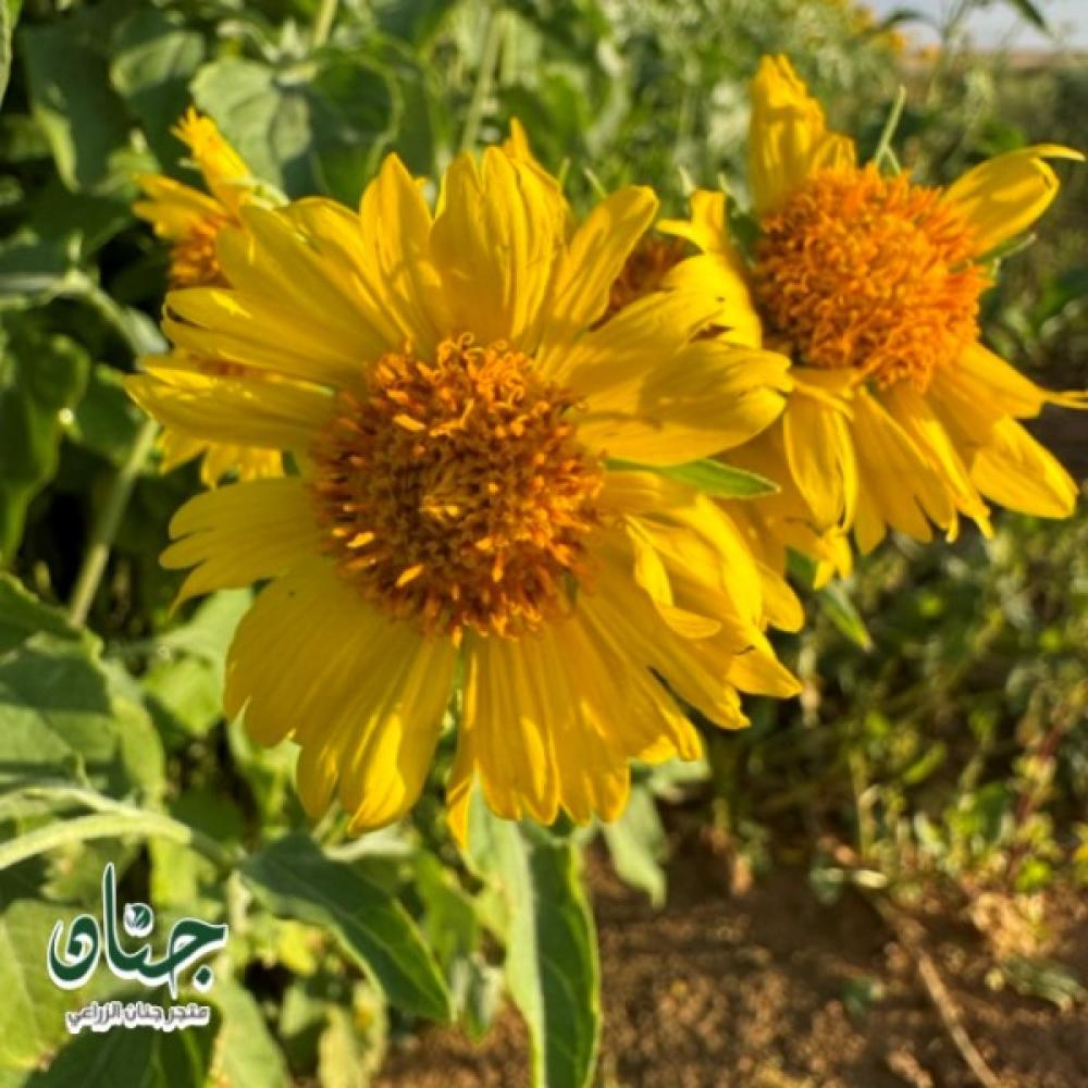 زهور دوار الشمس البري