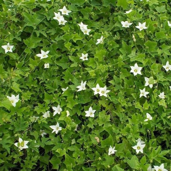 بذور الشلو  المغد Coccinia grandis