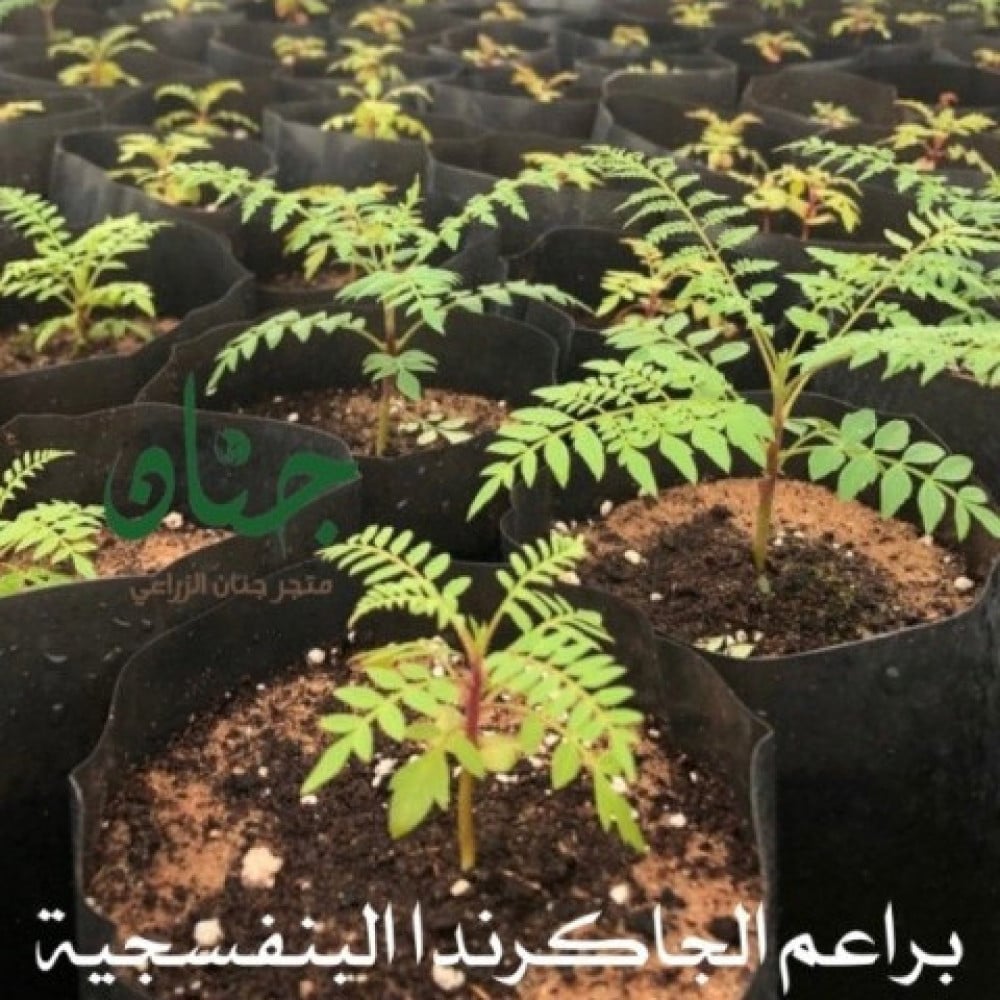 بذور الجاكرندا البنفسجية ( Jacaranda mimosifolia )